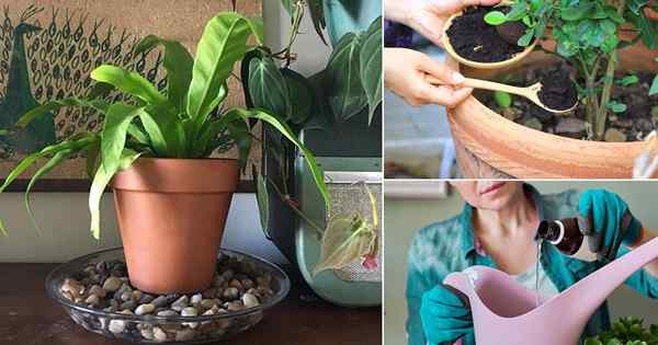 11 Tiktok Plant Care Hacks untuk menjaga teman -teman rindang Anda tetap hidup di tahun 2022