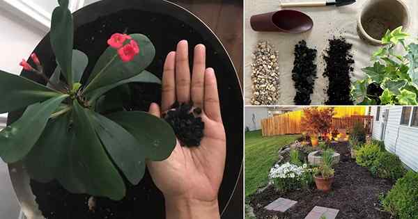 11 Utilisations du charbon de bois dans le jardin | Le charbon de bois est-il bon pour le sol du jardin