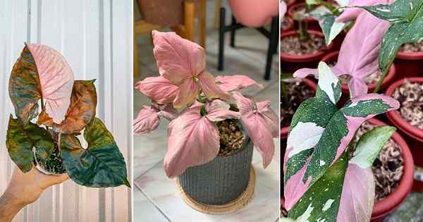 12 Beste rosa Syngonium -Sorten + Wie man für rosa Syngonium wächst und sorgt