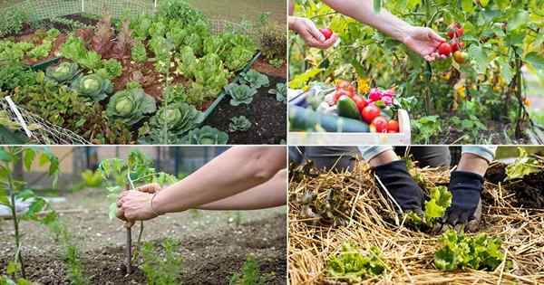 12 Erros de jardinagem de vegetais mais comuns