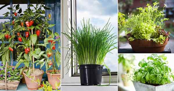 12 Vegetais e ervas mais versáteis que todo jardineiro de contêiner deve crescer