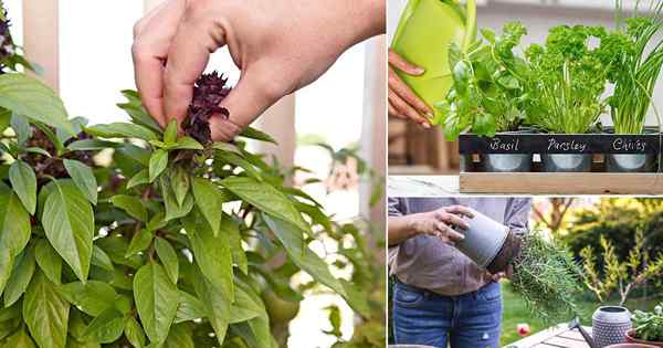 12 Petua Rahsia Tumbuh dan Menuai Herba Merasa Terbaik