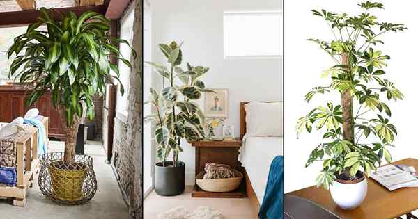 13 beste hohe Zimmerpflanzen mit Mustern
