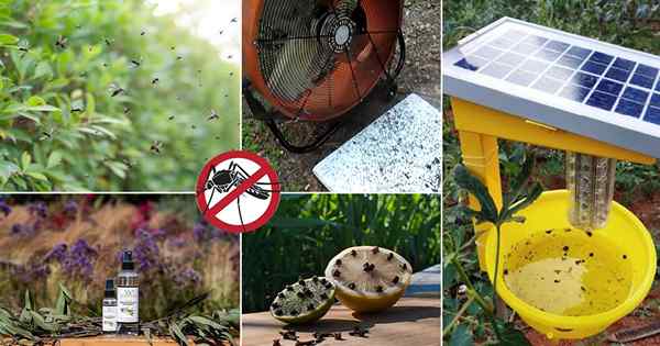 13 perangkap nyamuk diy untuk kebun dan rumah yang benar -benar berhasil!
