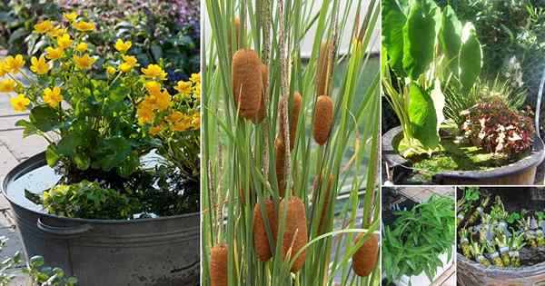 13 hierbas y verduras que puedes cultivar en un jardín de agua de contenedores