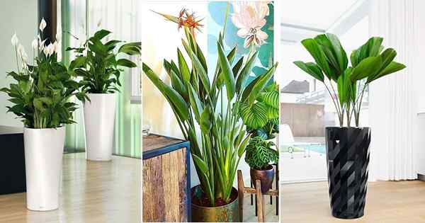 13 Oświadczenie roślin hotelowych, które możesz wyhodować w domu