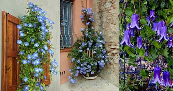 13 vignes et grimpeurs superbes avec des fleurs bleues