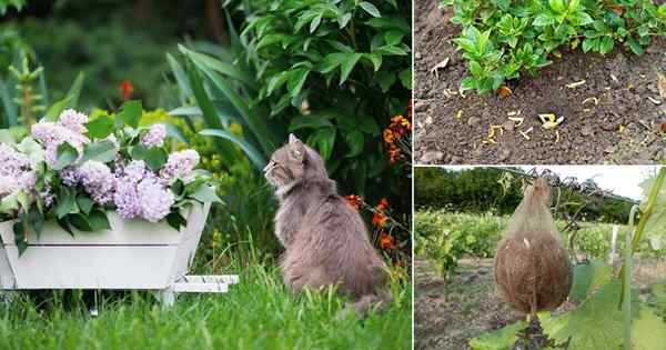 13 Assurez-vous des moyens de garder les chats hors du jardin