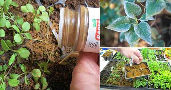 13 Utilisations de cannelle incroyables dans le jardin