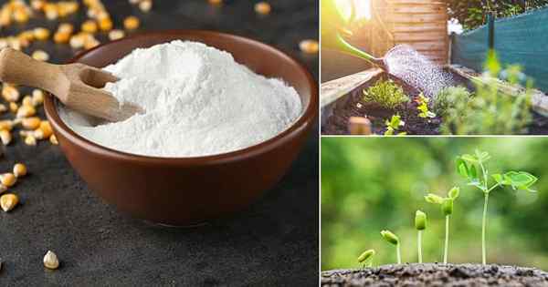 14 meilleures utilisations de la fécule de maïs dans le jardin