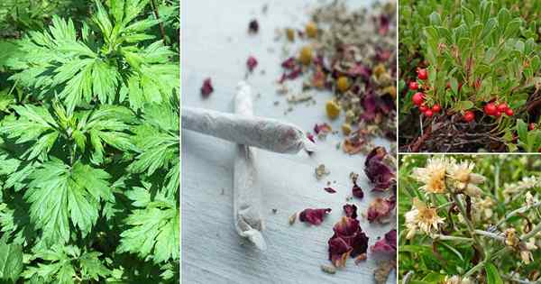 14 najlepszych roślin do palenia i nie są chwastem ani tytoń!