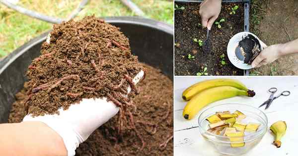 14 poderosos fertilizantes de pepino de bricolaje que debes probar una vez!