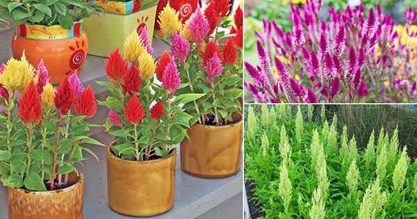 14 impresionantes tipos de celosia que puedes crecer