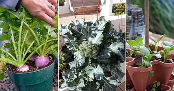 14 verduras para plantar a fines del verano en contenedores