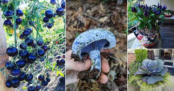 15 Bestes blaues Gemüse für Töpfe & Garten | Blau gefärbtes Gemüse