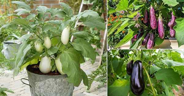 15 différents types de variétés d'aubergines | Meilleures aubergines pour cultiver