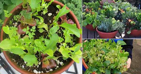 15 idéias fáceis de jardim de salada de bricolage
