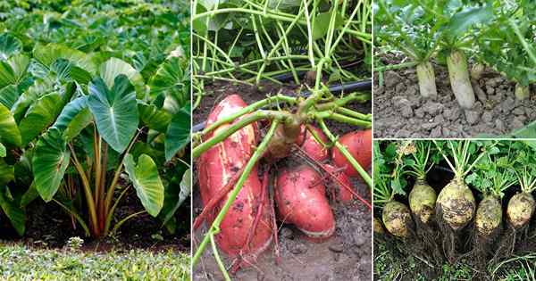 15 vegetales de raíz con verduras comestibles