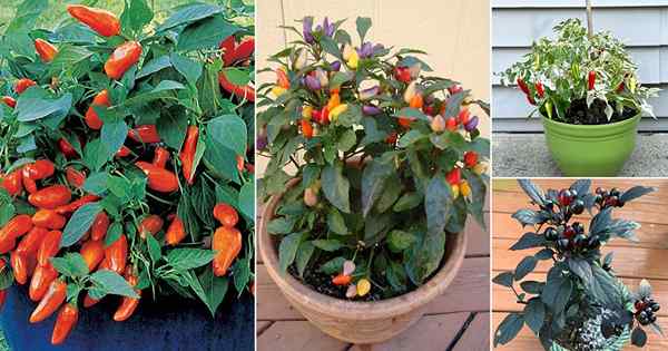 15 tipos de variedades de pimenta ornamental | Você pode comer pimentão ornamental?