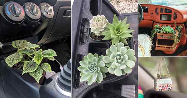 16 Crazy Car Gardening Ideas (Cardening)