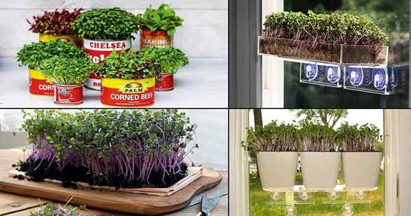 16 Idées de jardin micro-vertes en intérieur faciles