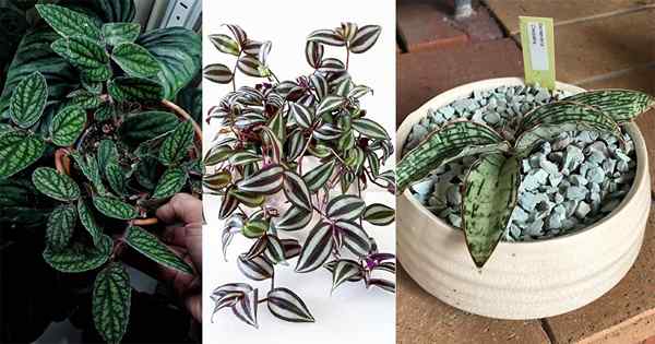 16 atemberaubende Innenpflanzen mit schwarzen gestreiften Blättern