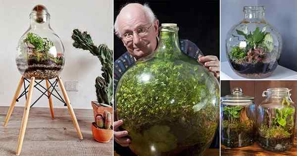 16 Niewiarygodne zapieczętowane pomysły na ogród butelkowane | DIY zamknęło terrarium