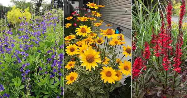 17 Beste mehrjährige Blumen aus Ohio | Beste Ohio Blumen