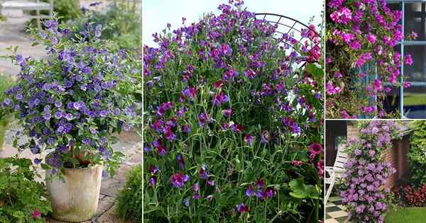 17 meilleures vignes avec des fleurs violettes | Grimpeurs à fleurs violets