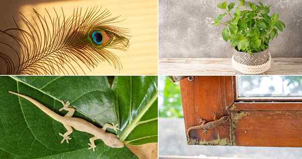 17 sposobów na pozbycie się jaszczurek z domu i ogrodu
