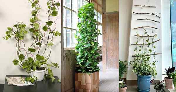 18 Ideas fantásticas de Pothos Trellis que puedes hacer fácilmente