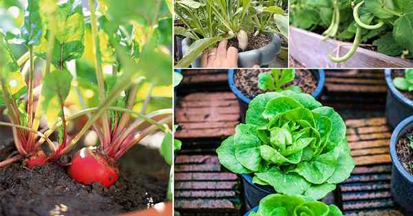 18 Vegetales de otoño de rápido crecimiento para plantar en contenedores