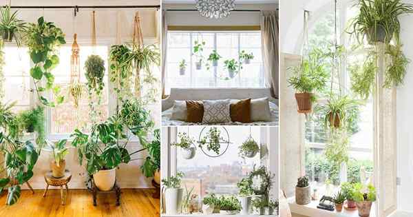 18 plantas de interior ideas de jardín de ventanas de dormitorio