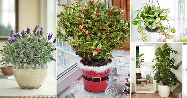 18 attraktivste Zimmerpflanzen für dekorative Zwecke