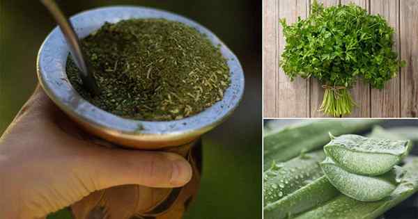 18 tanaman yang membantu penurunan berat badan