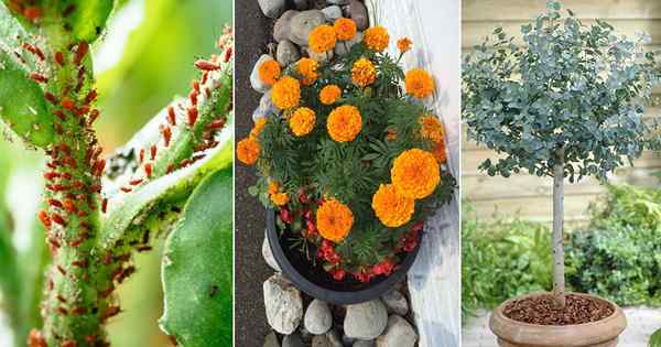 18 plantes qui repoussent naturellement les pucerons | Plantes anti-pucerons