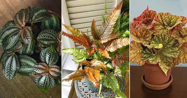19 planches d'intérieur de feuilles de bronze impressionnantes