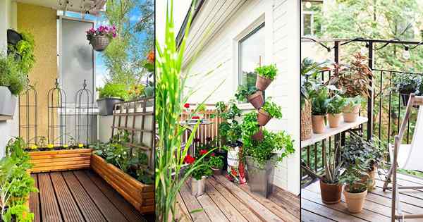 19 conseils de jardinage au balcon à suivre avant de mettre en place un jardin de balcon