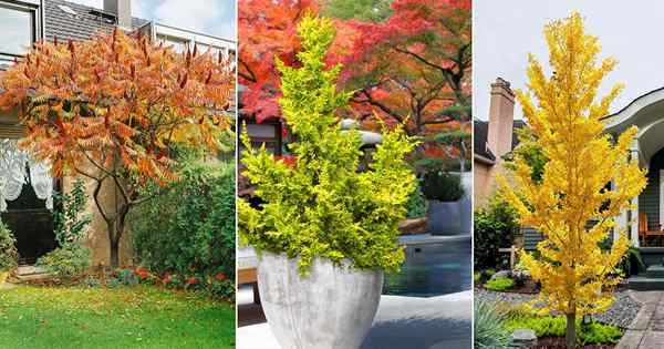 19 beaux arbres avec feuillage jaune | Arbres avec feuilles d'automne jaunes