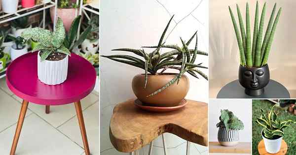 19 Variedades de plantas de cobra anã para mesa | Melhores plantas de cobra curta