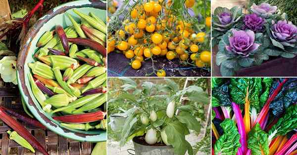 19 légumes les plus colorés dont vous avez besoin pour cultiver dans votre jardin