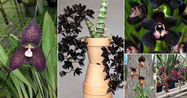 19 Seltene schwarze Orchideenblumen für Heimgärten