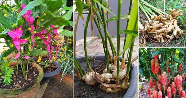 19 Tipos de plantas de jengibre | Las mejores variedades de jengibre