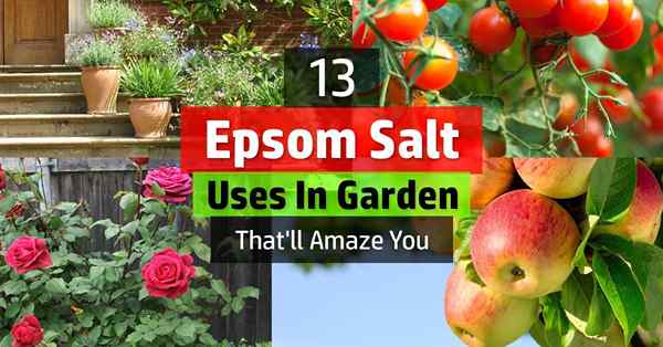 20 utilisations de sel d'Epsom dans le jardin qui vous étonnera
