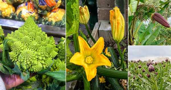 20 Blumen, die Gemüse sind | Blumen, die Sie kochen können