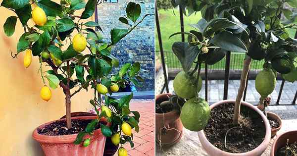 20 tips ahli untuk menanam pohon lemon dalam pot