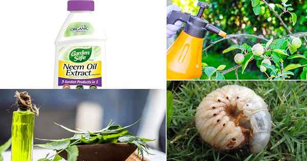 20 utilisations d'huile de neem biologique pour le jardin | Avantages pétroliers Neem