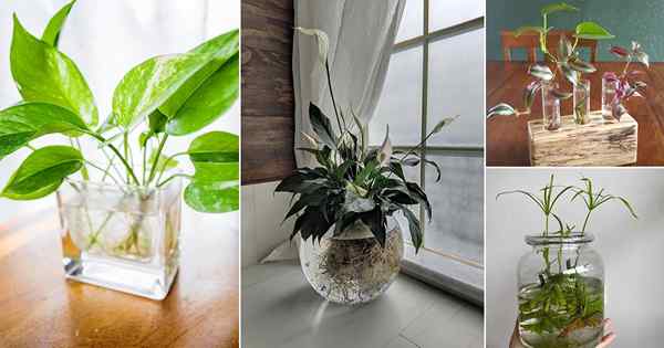 20 plantes que vous pouvez cultiver dans votre jardin d'eau intérieur