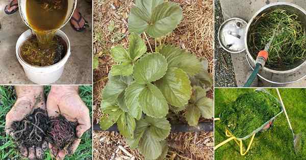 20 usos de aparas de grama no jardim | O que fazer com as recortes de grama
