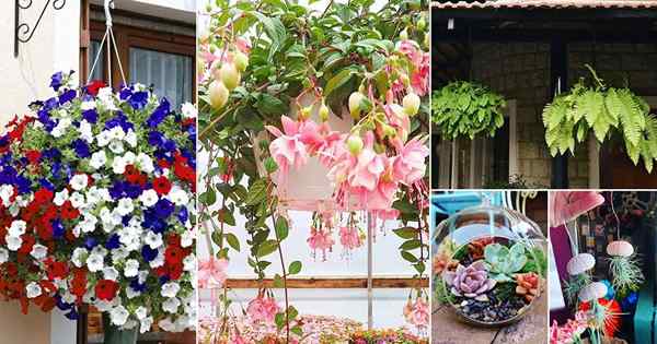 21 Idéias clássicas de plantas de cesta para pendurar para o jardim